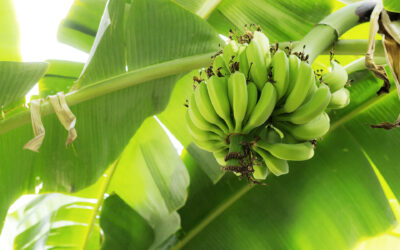 Ojalá que lluevan banano y arroz en el campo